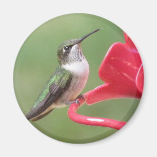 Ruby-throated-Hummingbird-Magnet Magnet
