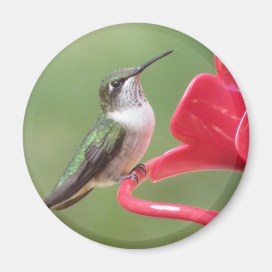 Ruby-throated Hummingbird-Magnet Magnet (Vorne)