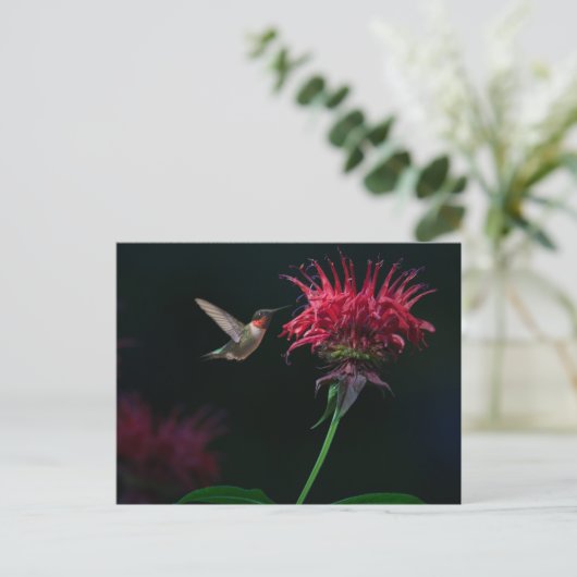 Ruby-throated Hummingbird on Bee Balm Postkarte (Stehend Vorderseite)