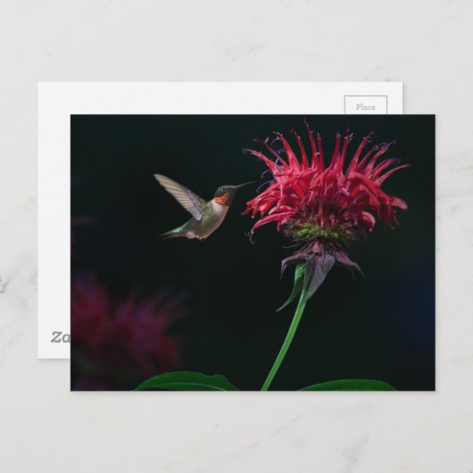 Ruby-throated Hummingbird on Bee Balm Postkarte (Vorne/Hinten)