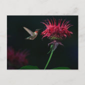 Ruby-throated Hummingbird on Bee Balm Postkarte (Vorderseite)