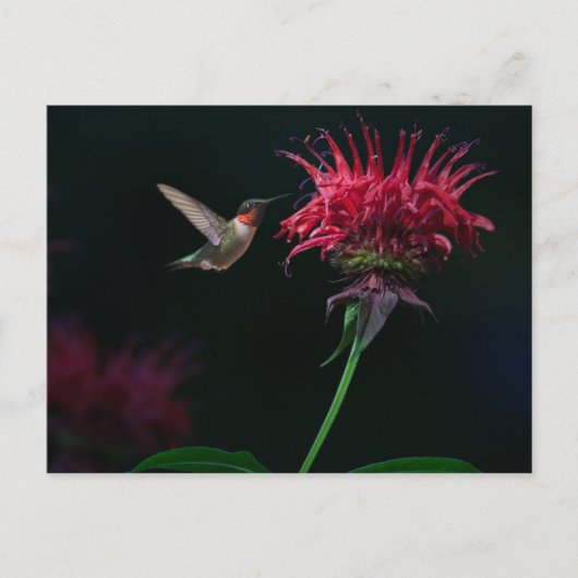 Ruby-throated Hummingbird on Bee Balm Postkarte (Vorderseite)