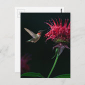 Ruby-throated Hummingbird on Bee Balm Postkarte (Vorne/Hinten)