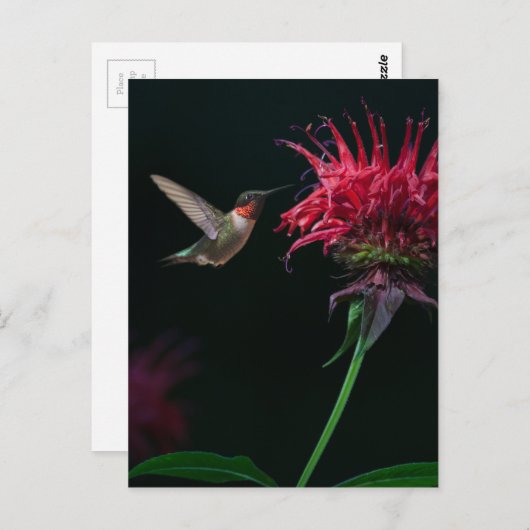Ruby-throated Hummingbird on Bee Balm Postkarte (Vorne/Hinten)