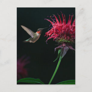 Ruby-throated Hummingbird on Bee Balm Postkarte