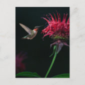 Ruby-throated Hummingbird on Bee Balm Postkarte (Vorderseite)