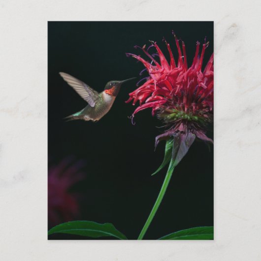 Ruby-throated Hummingbird on Bee Balm Postkarte (Vorderseite)