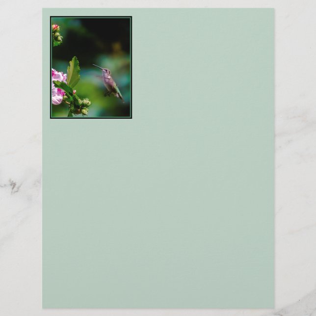 Ruby-throated Hummingbird - Original Foto (Vorderseite)
