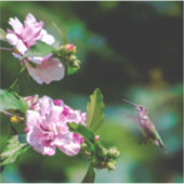 Ruby-throated Hummingbird - Original Foto Aufkleber (Vorderseite)