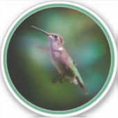 Ruby-throated Hummingbird - Original Foto Aufkleber (Vorderseite)