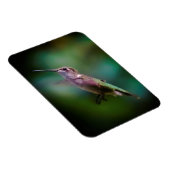 Ruby-throated Hummingbird - Original Foto Magnet (Rechte Seite)