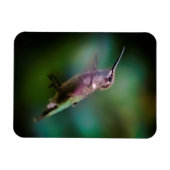 Ruby-throated Hummingbird - Original Foto Magnet (Horizontal)