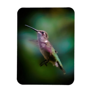 Ruby-throated Hummingbird - Original Foto Magnet