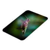 Ruby-throated Hummingbird - Original Foto Magnet (Linke Seite)