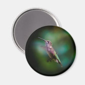 Ruby-throated Hummingbird - Original Foto Magnet (Vorderseite/Rückseite)