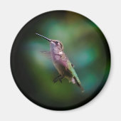 Ruby-throated Hummingbird - Original Foto Magnet (Vorne)