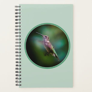 Ruby-throated Hummingbird - Original Foto Planer