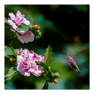 Ruby-throated Hummingbird - Original Foto Poster
