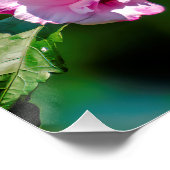 Ruby-throated Hummingbird - Original Foto Poster (Ecke)