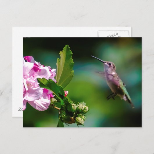 Ruby-throated Hummingbird - Original Foto Postkarte (Vorne/Hinten)