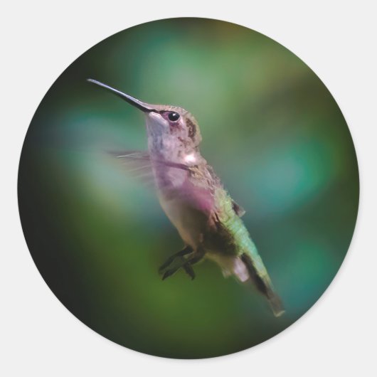 Ruby-throated Hummingbird - Original Foto Runder Aufkleber (Vorderseite)