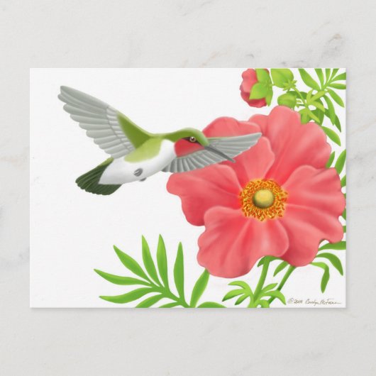 Ruby Throated Hummingbird Postcard Postkarte (Vorderseite)