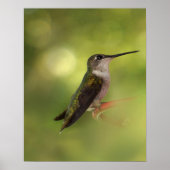 Ruby Throated Hummingbird Poster (Vorne)
