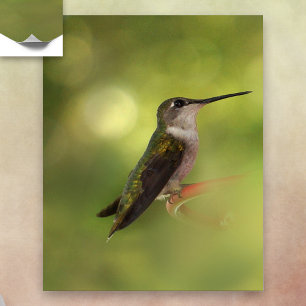 Ruby Throated Hummingbird Poster