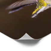 Ruby-throated Hummingbird Poster (Ecke)