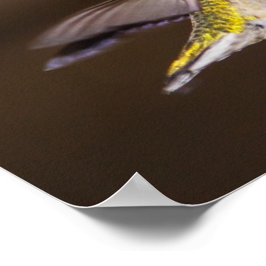 Ruby-throated Hummingbird Poster (Ecke)