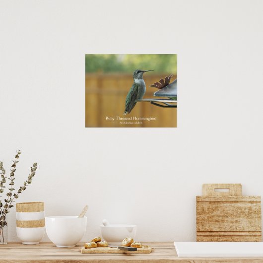 Ruby Throated Hummingbird Poster (Küche)
