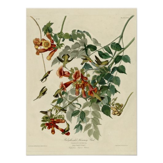 Ruby-throated Hummingbird Poster (Vorderseite)