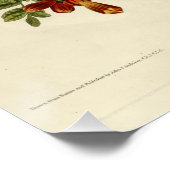 Ruby-throated Hummingbird Poster (Ecke)