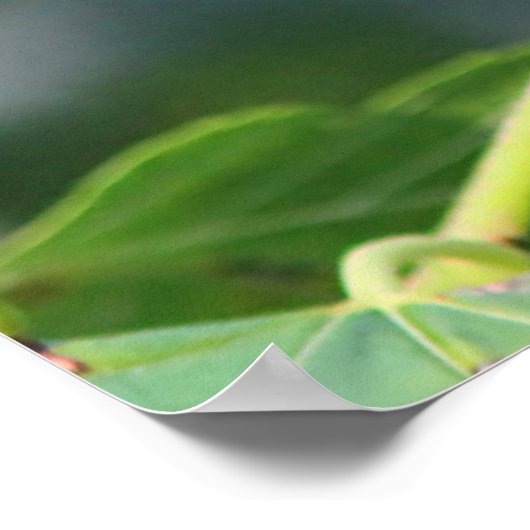 Ruby-throated Hummingbird Poster (Ecke)