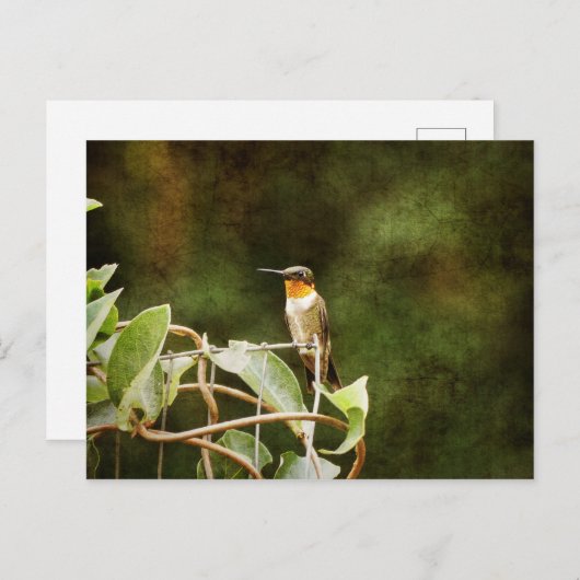 Ruby Throated Hummingbird Postkarte (Vorne/Hinten)