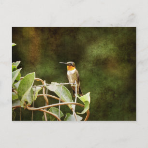 Ruby Throated Hummingbird Postkarte