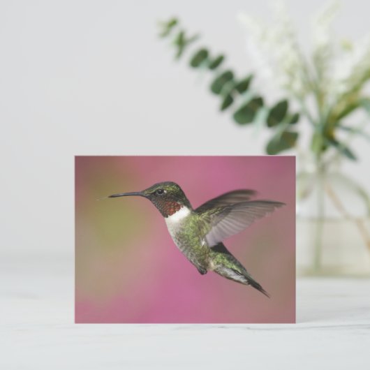 Ruby Throated Hummingbird Postkarte (Stehend Vorderseite)
