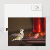 Ruby-throated Hummingbird Postkarte (Vorne/Hinten)