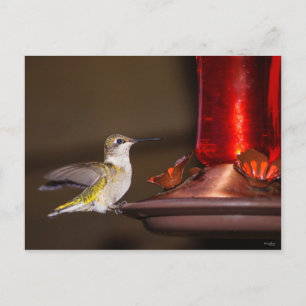 Ruby-throated Hummingbird Postkarte