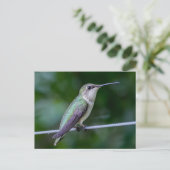 Ruby-throated Hummingbird Postkarte (Stehend Vorderseite)
