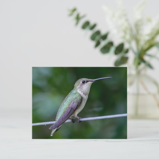 Ruby-throated Hummingbird Postkarte (Stehend Vorderseite)