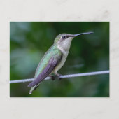 Ruby-throated Hummingbird Postkarte (Vorderseite)