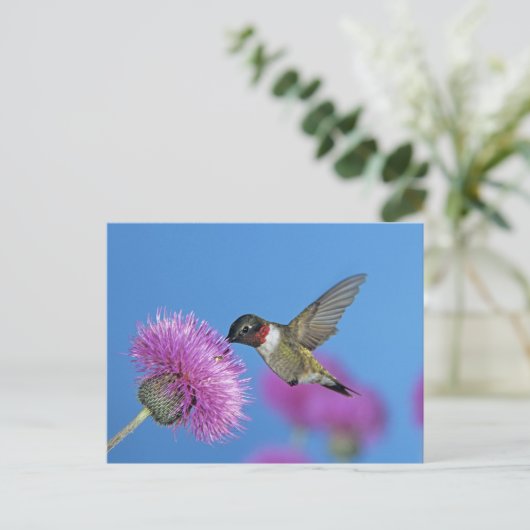 Ruby-throated Hummingbird Postkarte (Stehend Vorderseite)