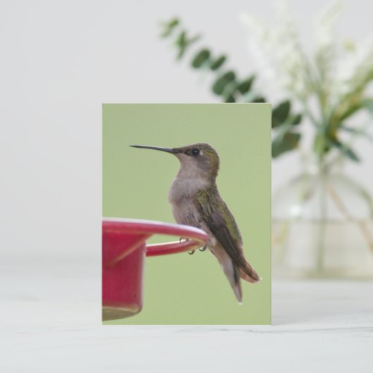 Ruby-Throated Hummingbird Postkarte (Stehend Vorderseite)
