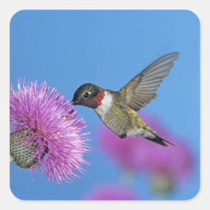 Ruby-throated Hummingbird Quadratischer Aufkleber