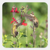 Ruby-Throated Hummingbird Quadratischer Aufkleber (Vorderseite)