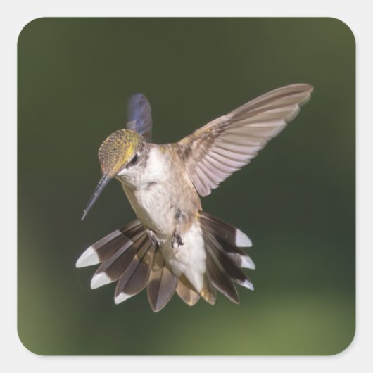 Ruby-Throated Hummingbird Quadratischer Aufkleber (Vorderseite)