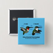Ruby-throated Hummingbird Statistics Button (Vorne & Hinten)