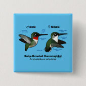 Ruby-throated Hummingbird Statistics Button (Vorderseite)