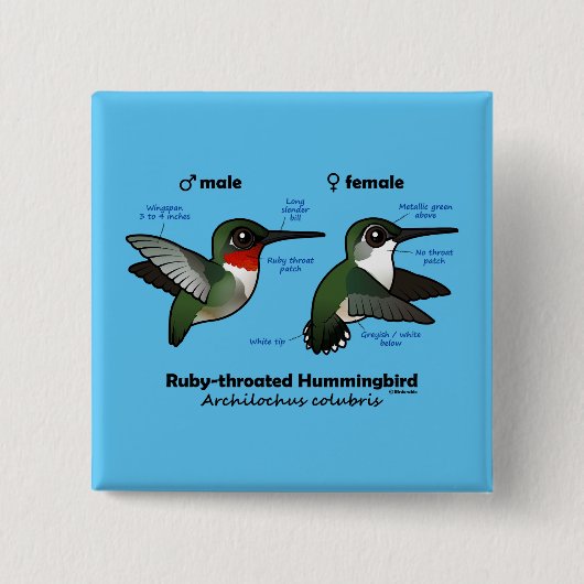 Ruby-throated Hummingbird Statistics Button (Vorderseite)